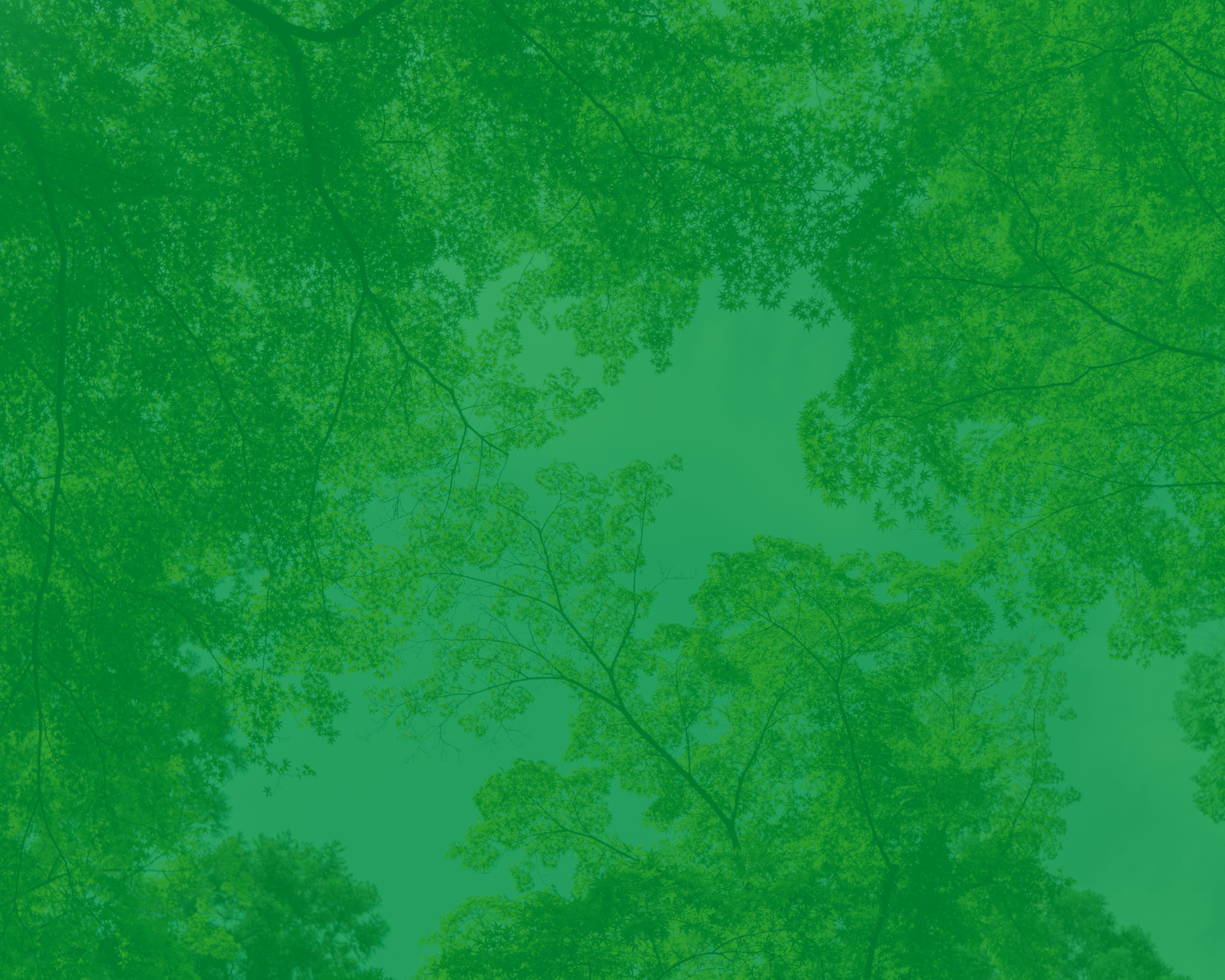 Green forest filled with the abundance of nature Ecological friendly environment concept View up to the top of the green trees blured with green color